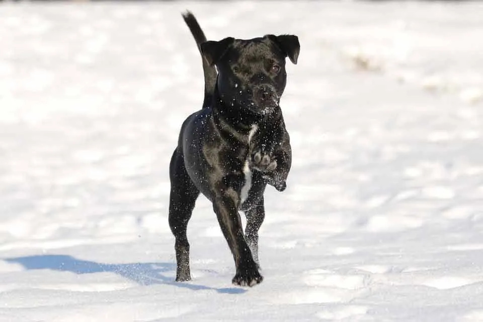 Patterdale Terriers finns främst i USA.