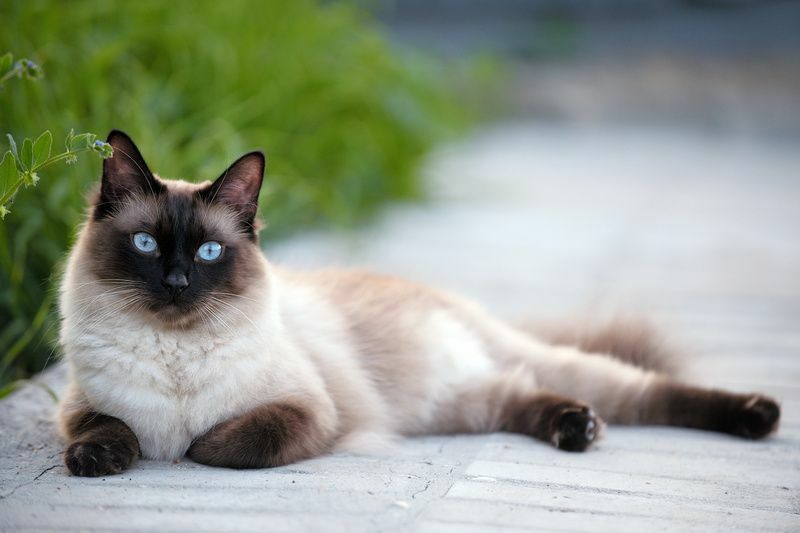 Ове невероватне мачке са плавим очима су више него лепе