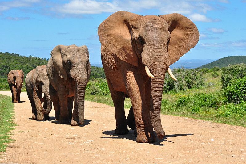 Elefanter förklarade hur mycket en elefant väger