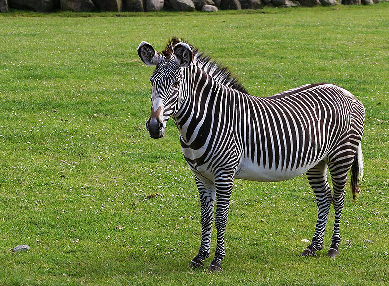 Zebra di Grevy: 21 fatti a cui non crederai!