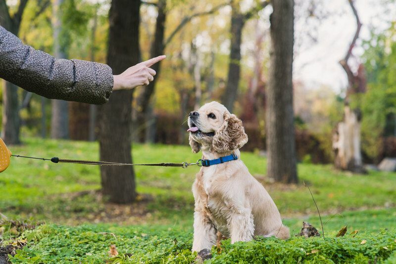 Žena trénuje svého psa v parku.