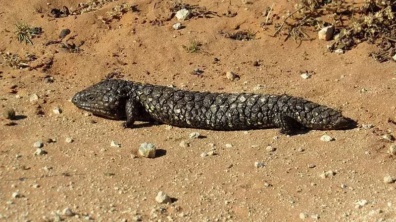Shingleback Lizard: 21 faktaa, joita et usko!