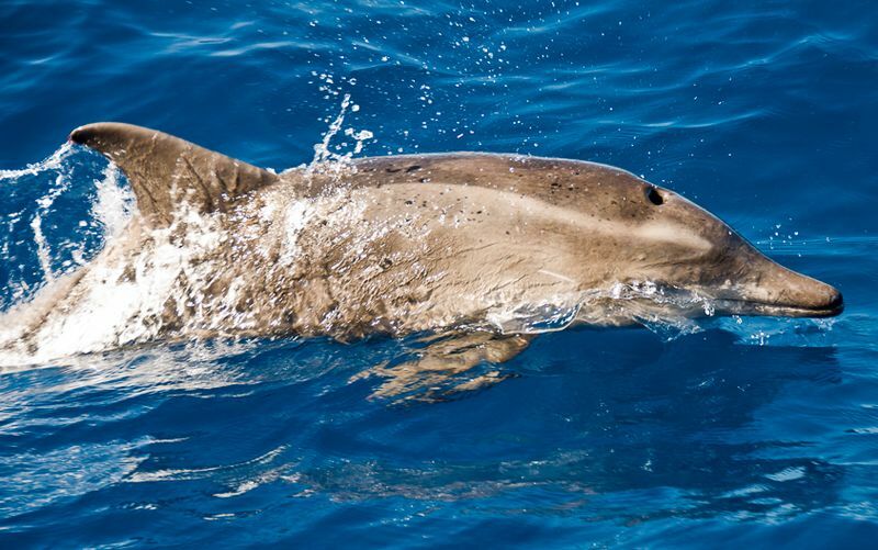 Durva fogú delfin: 15 tény, amit nem fogsz elhinni!