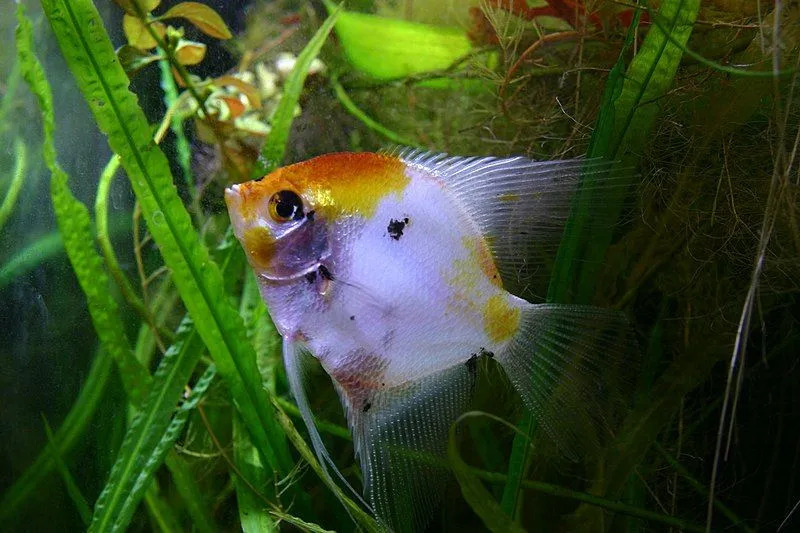La forma del pesce angelo è rotonda e buona per nascondersi da altri animali nel loro habitat acquatico.