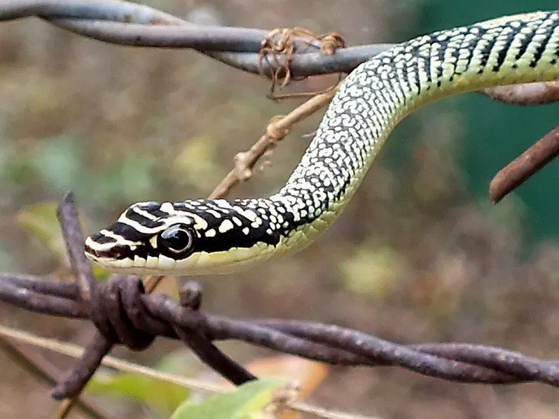 Morsomme Golden Tree Snake Fakta for barn
