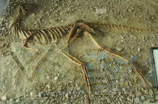 15 עובדות של סילזאורוס שלעולם לא תשכח
