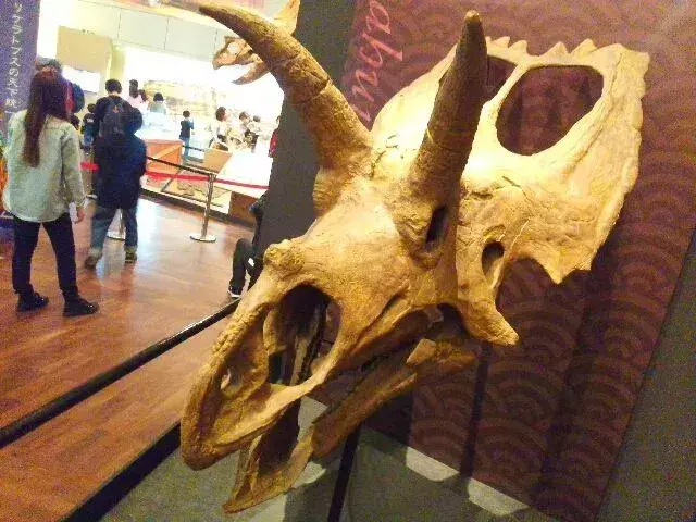 Vedel si? 19 neuveriteľných faktov o Coahuilaceratopsovi