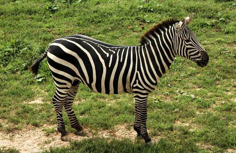Visste du? Utrolig Plains Zebra Fakta