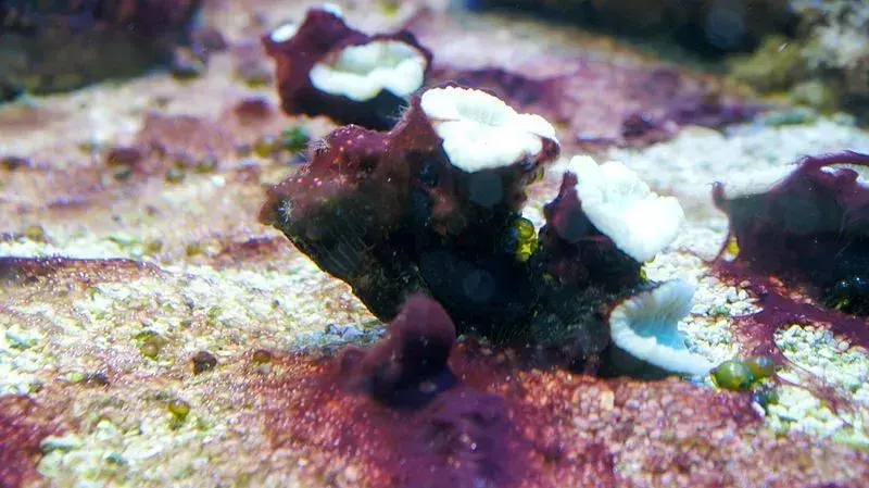 Candy Cane Coral: 15 фактів, у які ви не повірите!