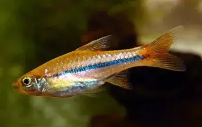 15 Fin-tastic Facts About The Clown Rasbora For Kids