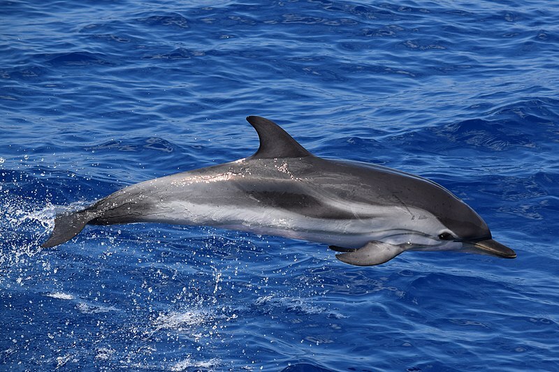 Finom tények a csíkos delfinről gyerekeknek
