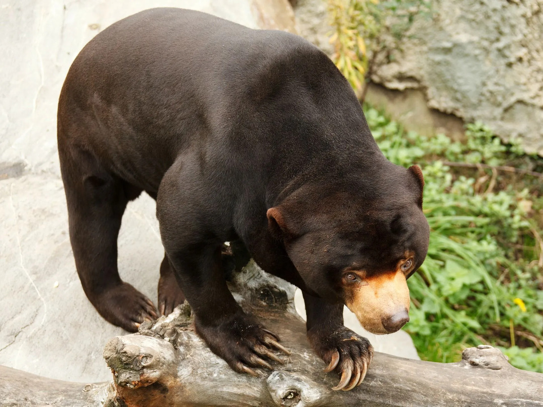 Överraskande fakta om solbjörnens tunga och hur de använder den för att hitta mat