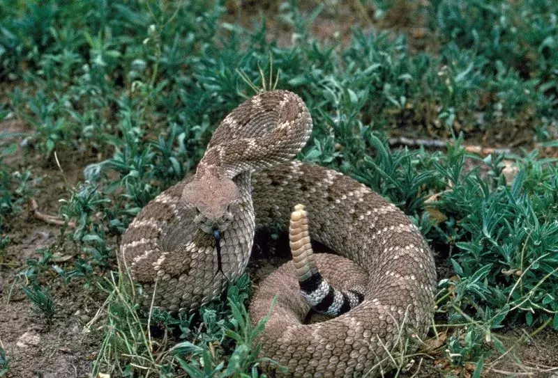Curl Snake: 15 fatti che non crederai!