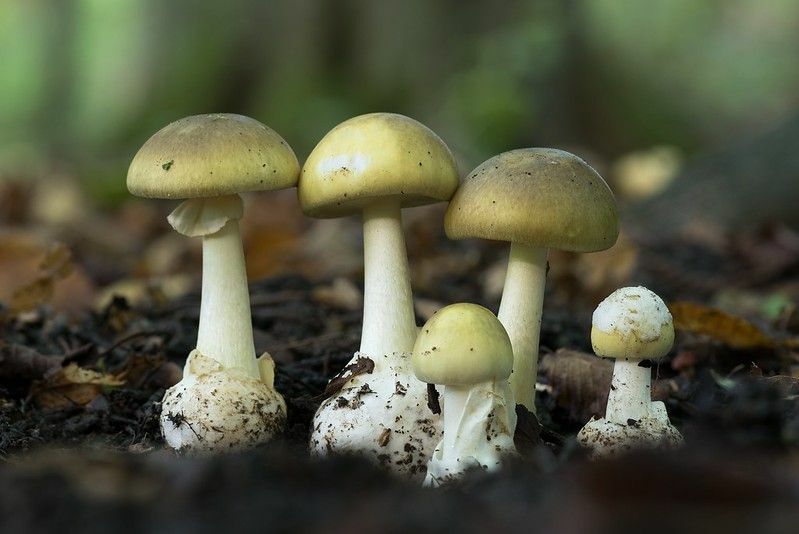 Fatos interessantes sobre o reino dos fungos é um cogumelo um fungo