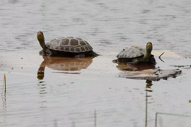 13 datos asombrosos de Turtley sobre la tortuga de pantano para niños