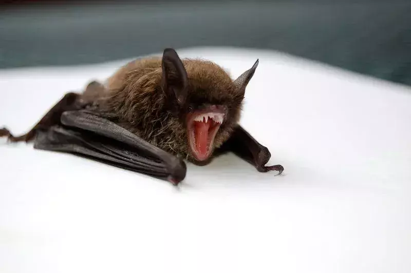 15 dejstev o velikem rjavem netopirju za otroke