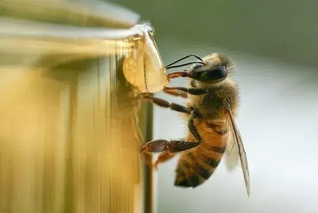 ¿Cuántas abejas hay en una colmena? Los mejores datos sobre insectos que todos los niños deben saber