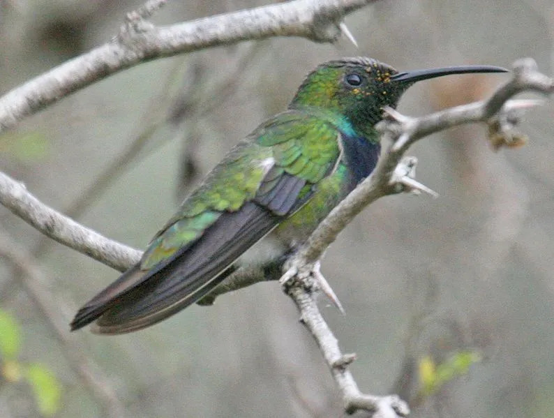 Zelení mangoví kolibříci mají zbarvení olivově zelené s tmavou kombinací.