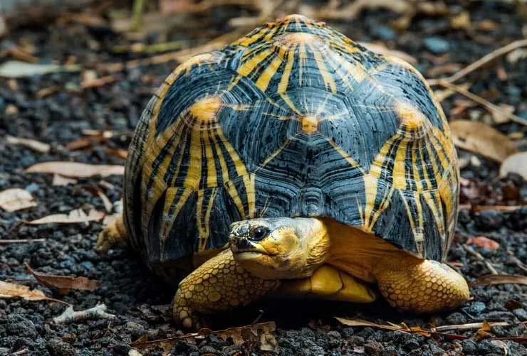 Utrolige fakta om den udstrålede skildpadde, du ikke vil tro