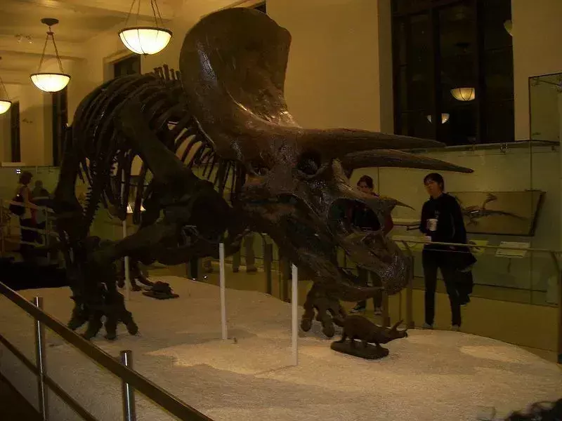 21 Medusaceratops-feiten die u nooit zult vergeten