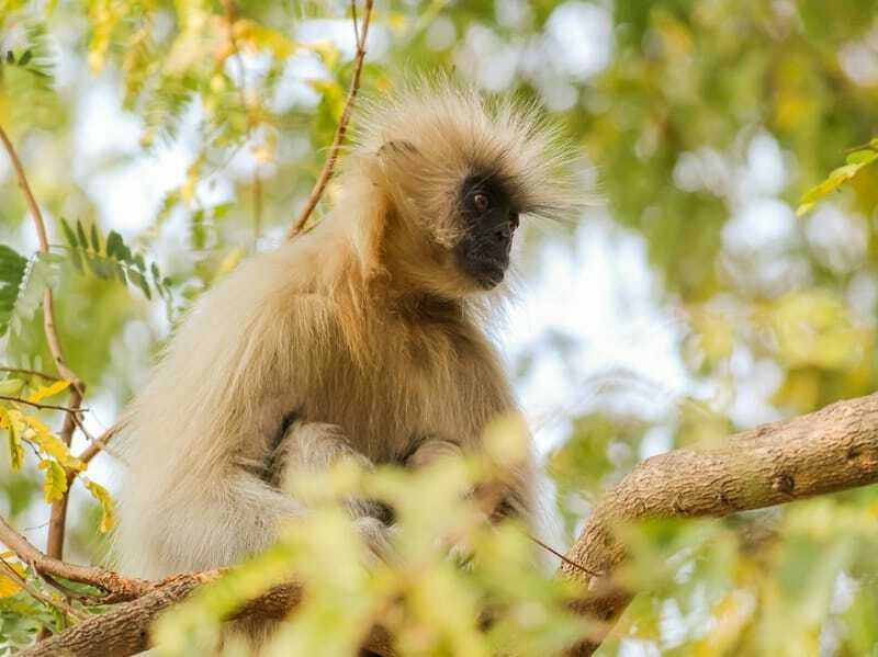 Szórakoztató tények a Langur majomról gyerekeknek