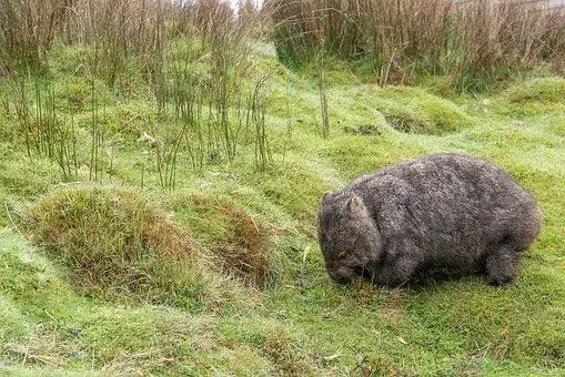 Τα Wombat έχουν μια θήκη στην πλάτη τους.