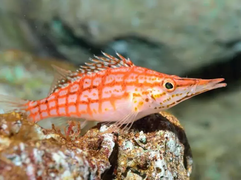 15 Fin-tastic Facts about Longnose Hawkfish για παιδιά