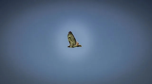 Amaze-wing Faktat Prairie Falconista lapsille