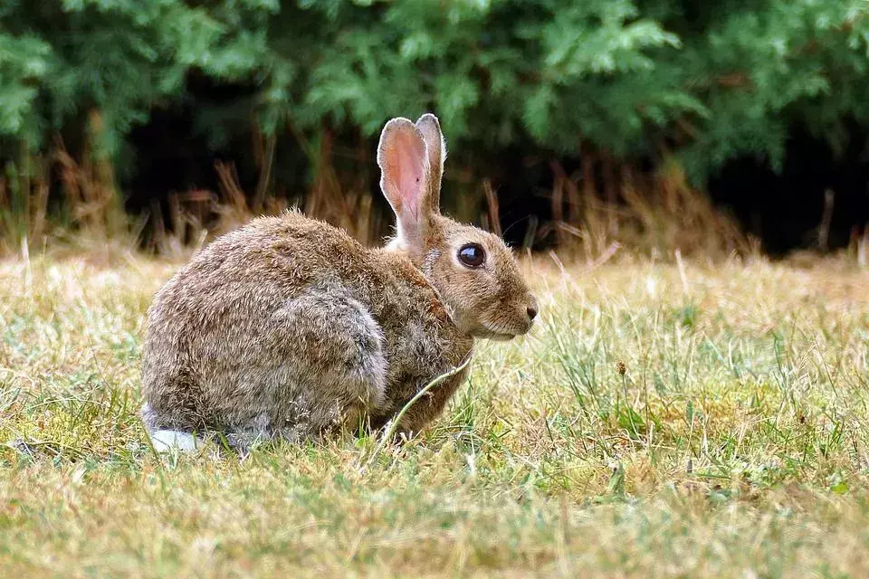 Des faits amusants et adorables sur les lapins sauvages européens pour les enfants.