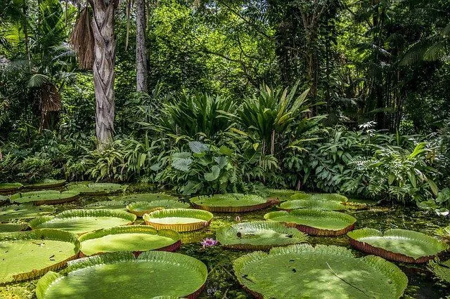 Tények a Közép-Amazon természetvédelmi komplexumról