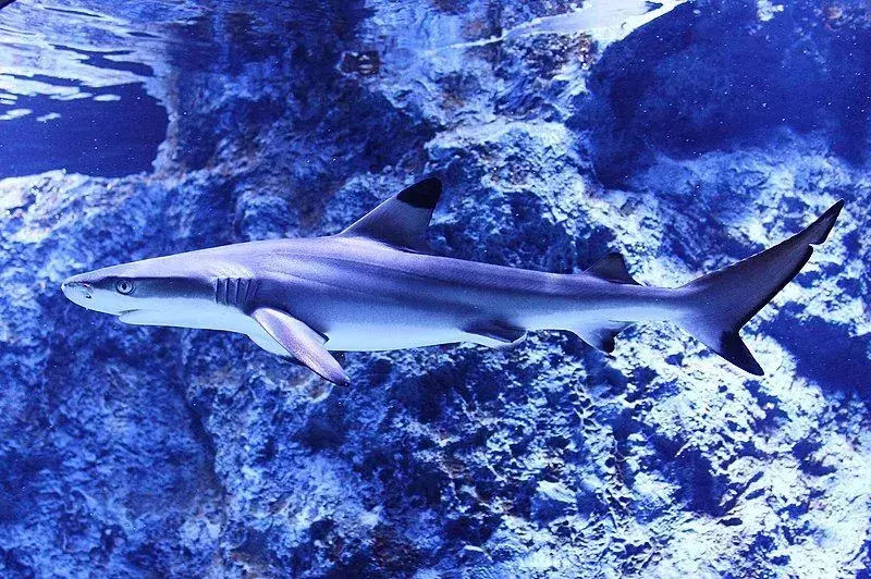 Страшно готини факти за акулите за спининг за деца