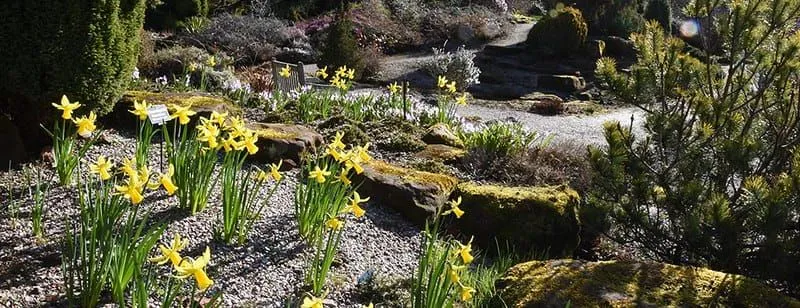 Skalnjak v botaničnem vrtu Ness z rumenimi narcisami.