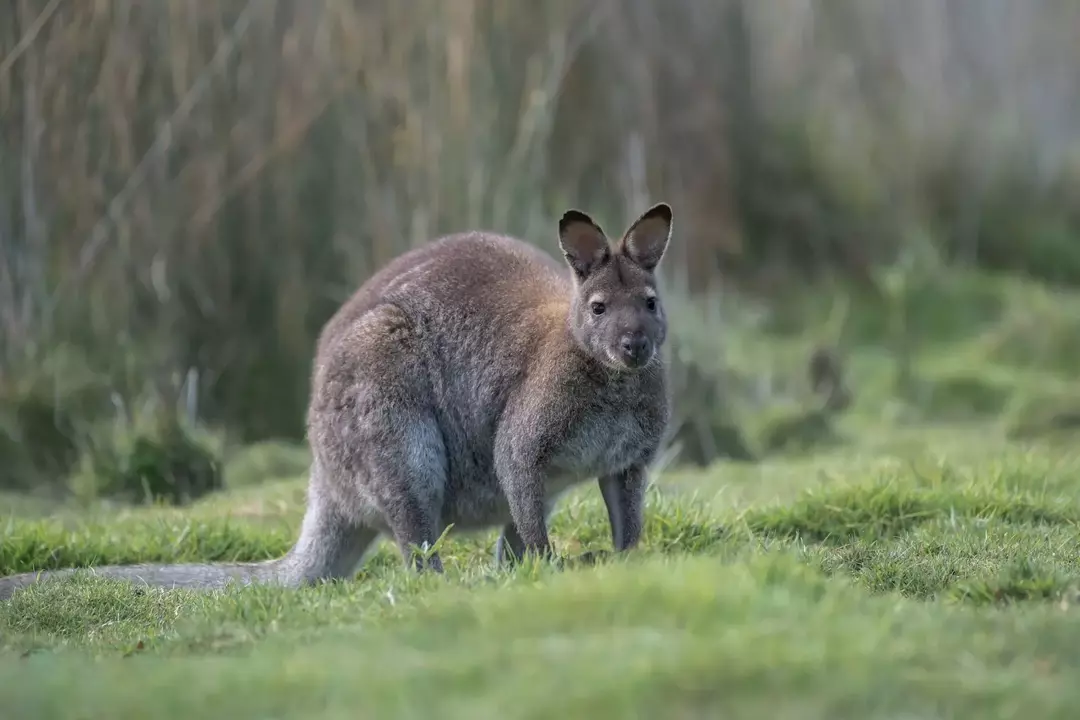Klokan a Wallaby: 21 faktů, kterým nebudete věřit!