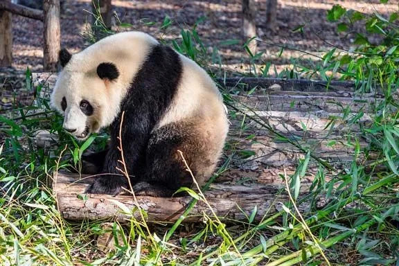 Dejstva o medvedu velikanske pande, ki jih ne boste nikoli pozabili