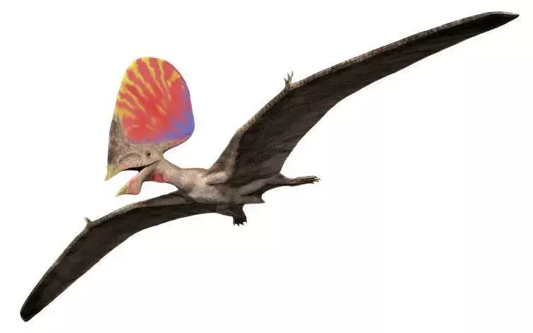 ל-Tupandactylus היה מראה ייחודי והוא ידוע בזכות הסמל הגדול שלו עשוי רקמה רכה!
