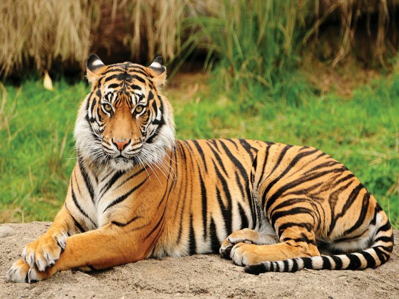 Paaiškinta, ar tigrai yra nyksta dėl esminės kačių apsaugos