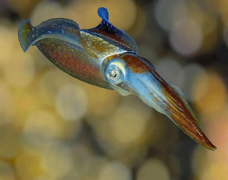 15 datos fantásticos sobre el calamar gigante para niños