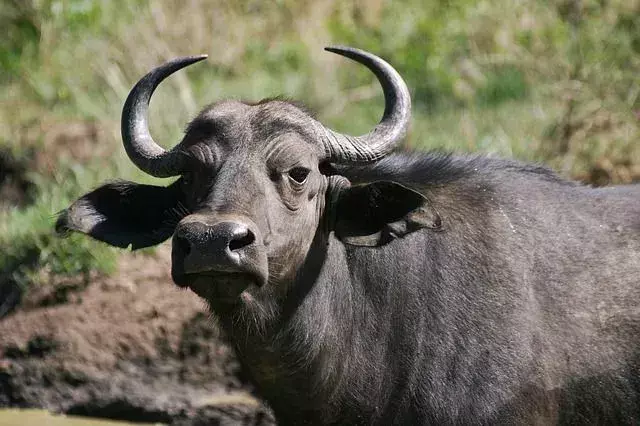 Cape buffalo koruma statüsü ve diğer yönlerle ilgili gerçekler ilginç!