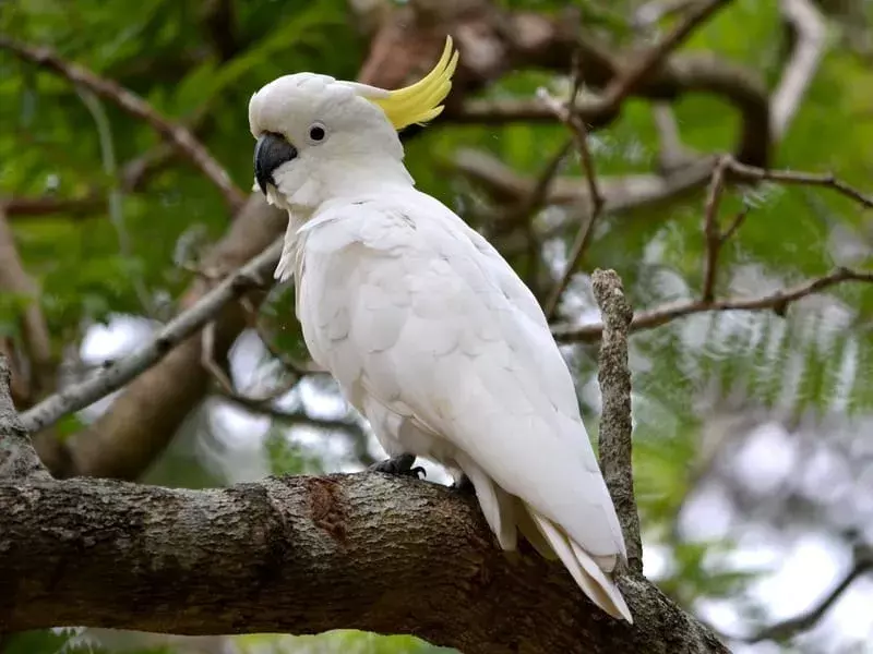 Triton Cockatoo satt på en gren