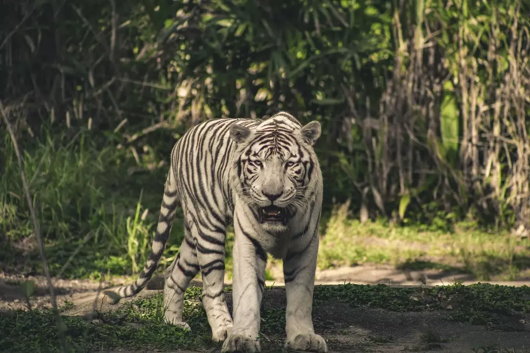 Tidløse tigertips du bør vite: Har tigre stripete hud?