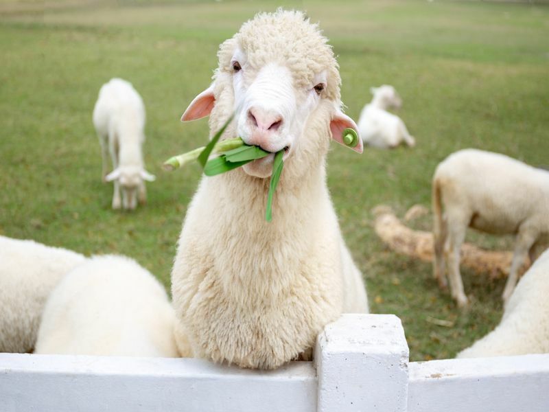 Koyunlar Günlük Diyet Beslenme Ve Eğlenceli Gerçekler Ne Yiyor?