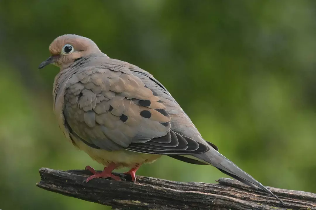 Birds Of Tennessee: Fatti sugli uccelli dalle ali stupefacenti per bambini curiosi