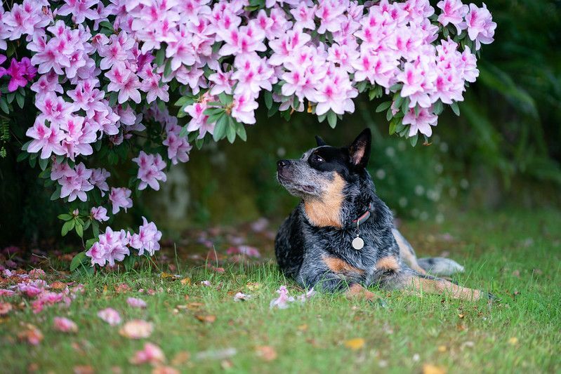 블루 힐러 개는 꽃이 만발한 진달래 관목 아래에 앉아 있습니다.