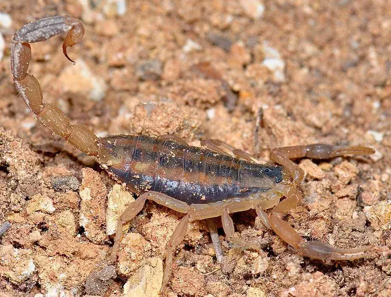 Веродостојне чињенице о пругастом шкорпиону од коре
