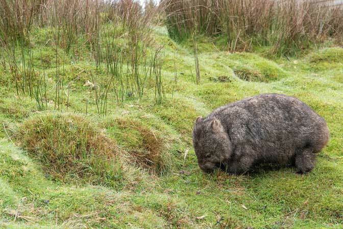 Wombat comum: fatos que você não vai acreditar!