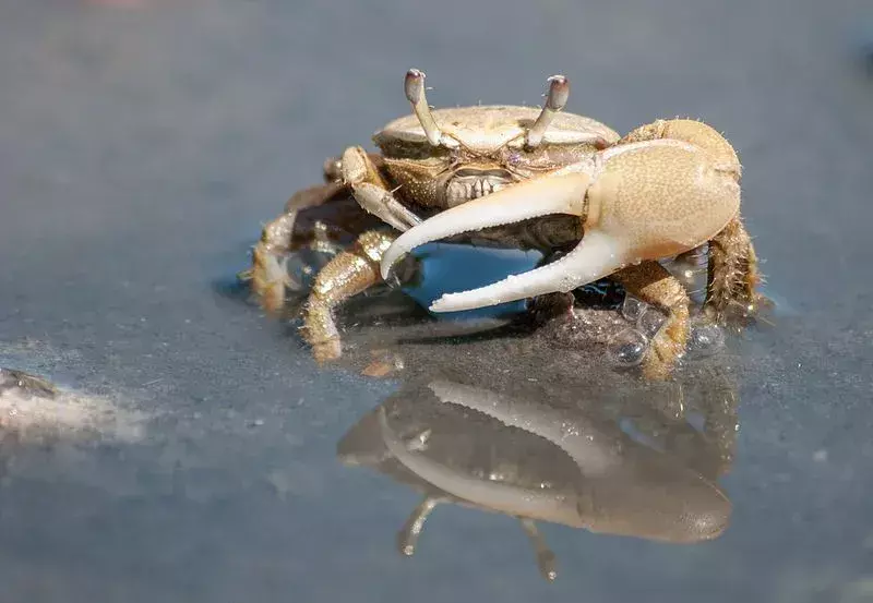 Забавни факти за раци Fiddler Crab за деца