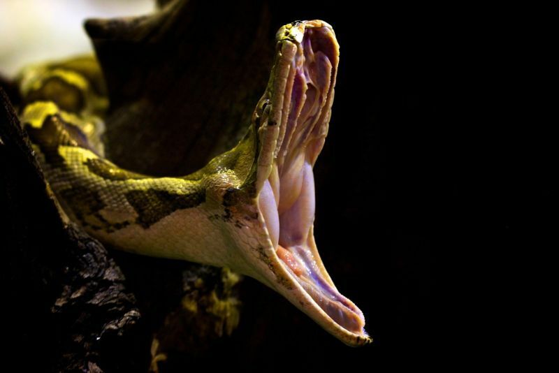 Green Tree Python-tanden Interessante feiten die kinderen moeten weten
