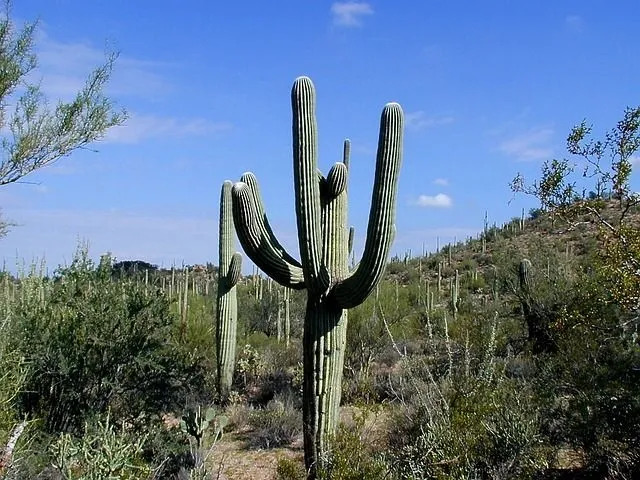Στοιχεία για το εθνικό πάρκο Saguaro που μπορεί να σας κάνουν να θέλετε να το επισκεφτείτε
