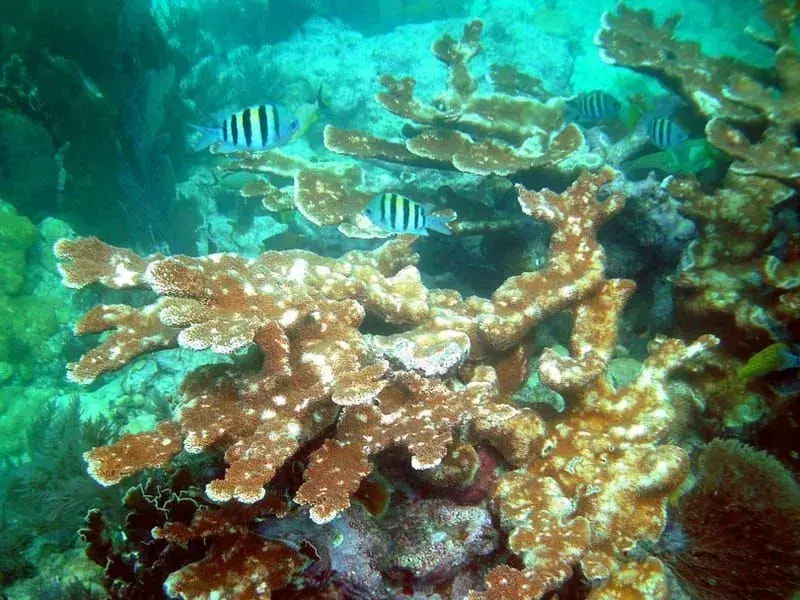 Elkhorn Coral: 15 fatos que você não vai acreditar!