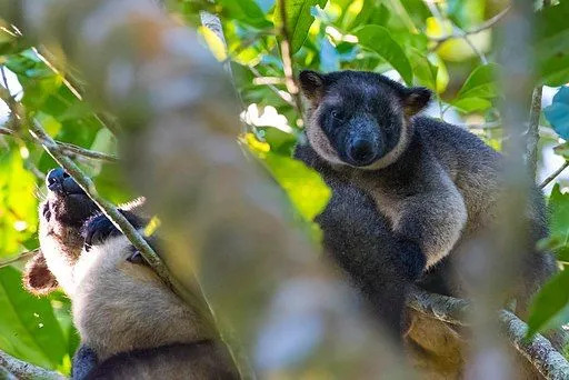 Zábavná fakta o stromovém klokanovi Wondiwoi pro děti
